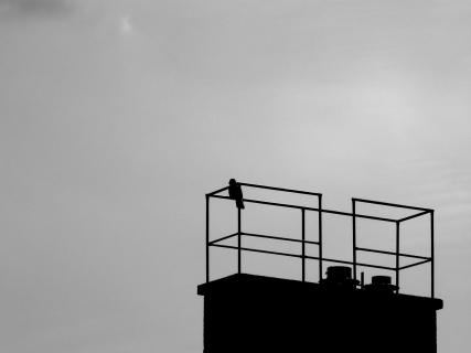 Low Angle View Of Silhouette Bird On Railing Against Sky