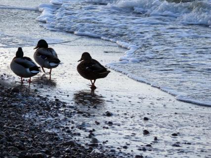 High Angle View Of Ducks Perching On Sea Shore