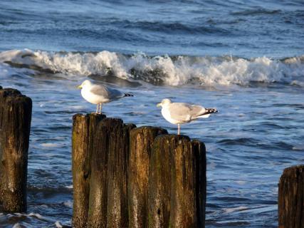 Close-Up Of Seagulls On Wooden Posts