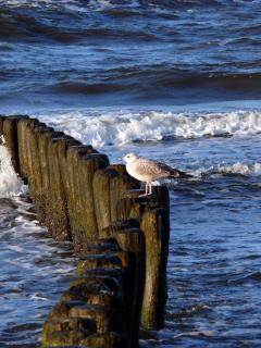 Seagull Perching On Post In Sea