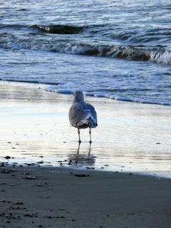 Bird Perching On Shore