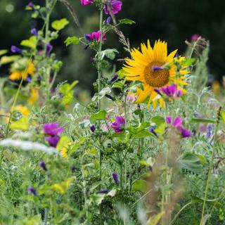 Blumenwiese