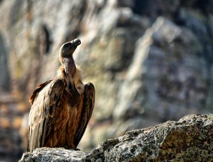 Durchs wilde Spanien