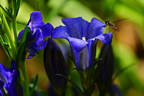 Gentiana pneumonanthe