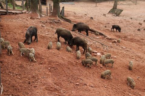 Wildschweinfamilie