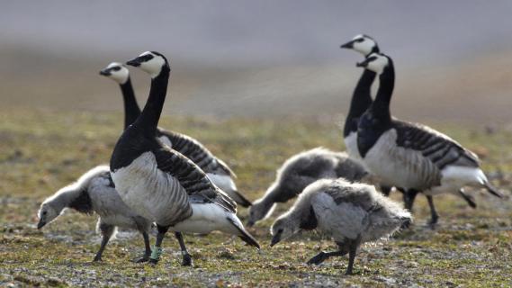 Nonnengans / Branta leucopsis / Barnacle Goose 