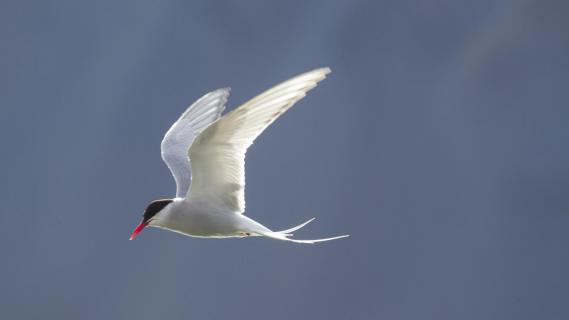 Küstenseeschwalbe / Sterna paradisea / Artic Tern 