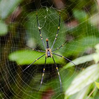 Riesenradnetzspinne - Sri Lanka