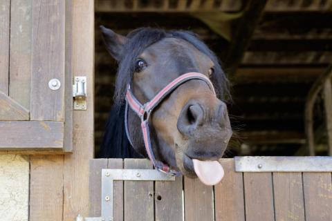 funny horse