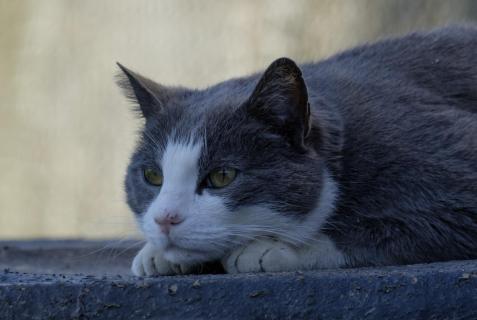 Stubentiger auf der Pirsch