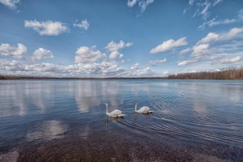 Mein lieber Schwan