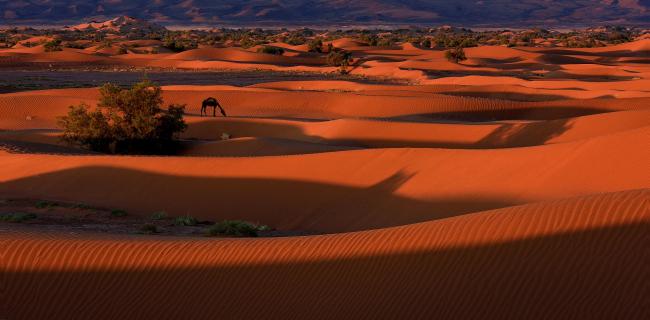 West Sahara