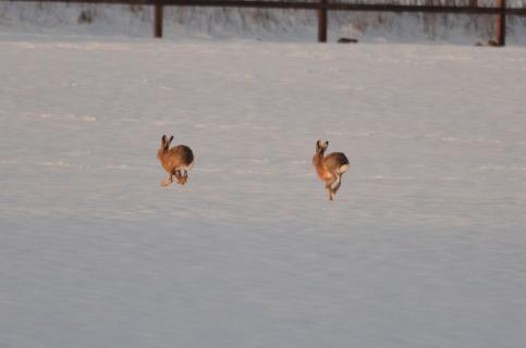 zwei Hasen im Schnee