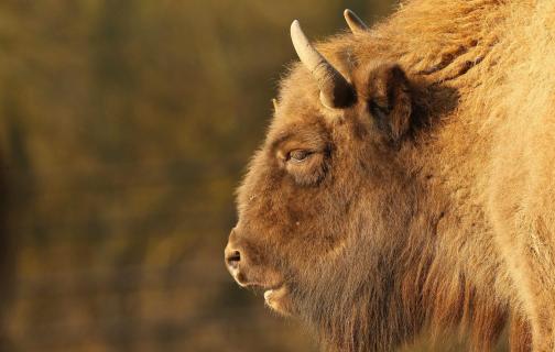 Wisent