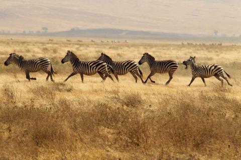 Zebras auf der Flucht