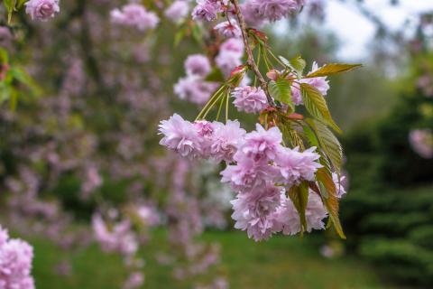 Kirschblüte