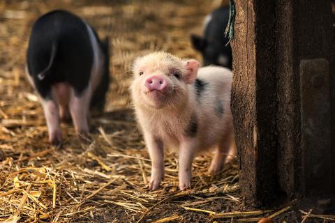 Hängebauchschweinchen