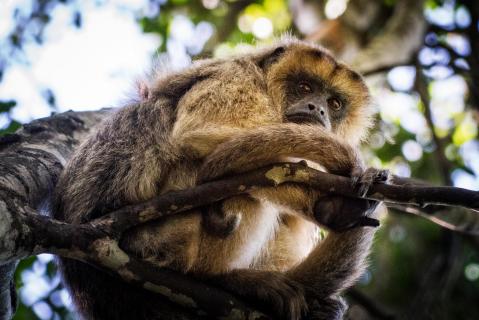 Gibbon 