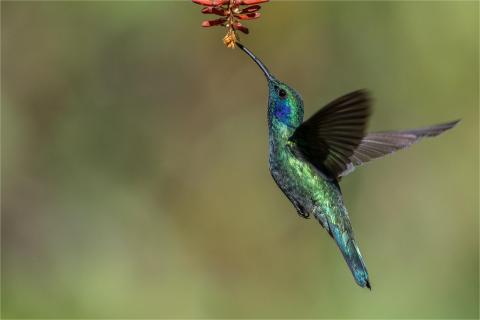 Veilchenohr Kolibri
