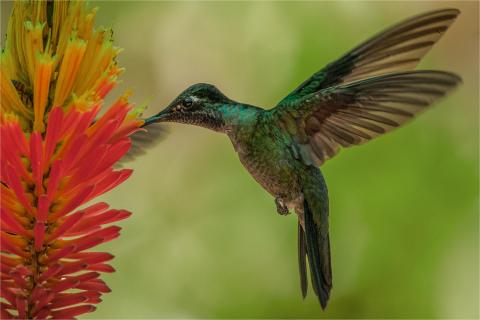 Green-Crowned Brilliant