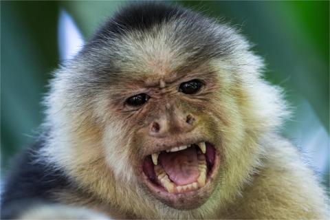 Weißschulterkapuziner Affe beim drohen