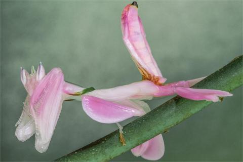 Pink orchid Mantis