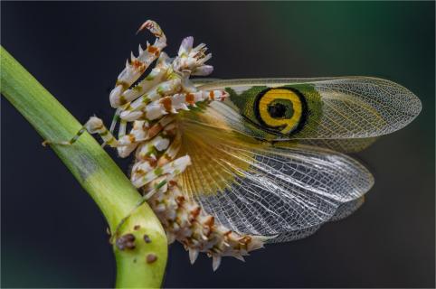 Flowermantis wahlbergii