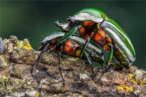 Blatthornkäfer