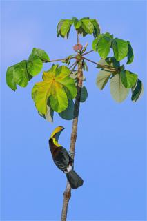 Chestnut mandibled Toucan