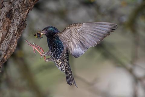 Starling with prey