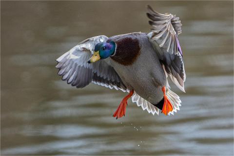 Stockente im Flug