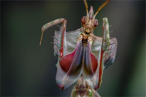 Idolomantis Porträit