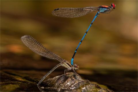 Argia cupraurea Costa Rica