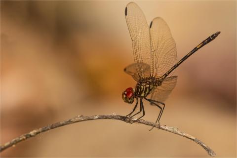 Dythemis sterilis Costa Rica