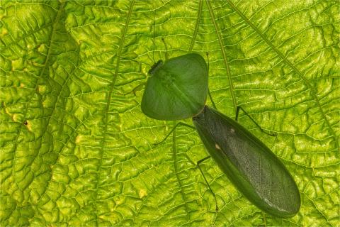 Grüne Schildmantis Costa Rica