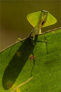 Grüne Schildmantis