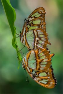 Malachite Paarung