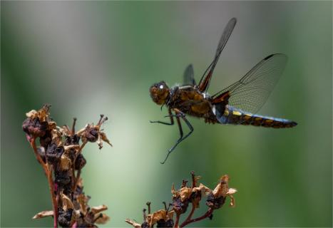 Plattbauchlibelle 