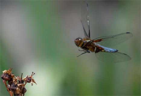 Plattbauchlibelle 