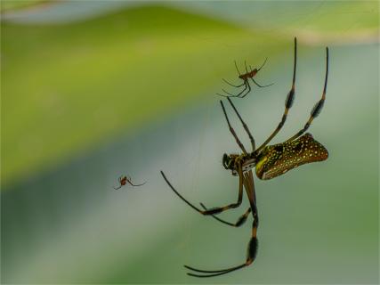 Goldene Radnetzspinne