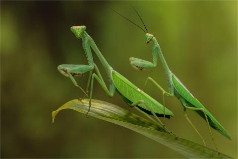 Stagmatoptera septentrionalis