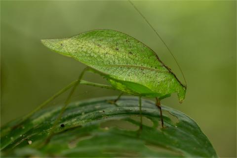 Blattschrecke