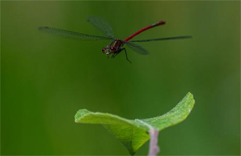 Frühe Adonislibelle