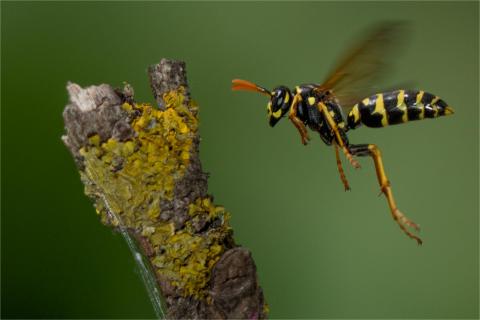Wespe im Anflug