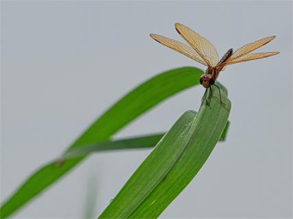 Libelle aus Costa Rica