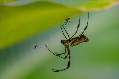 Radnetzspinne