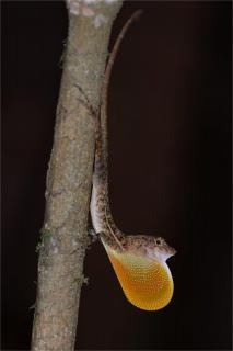 Anole