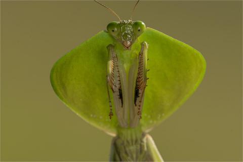 Grüne Schildmantis Portrait