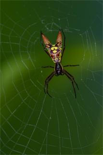 Arrow-shape Spider