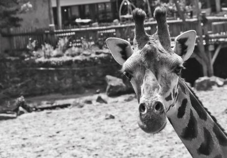 He, keine Fotos ! ! ! - Die neugierige Giraffe.